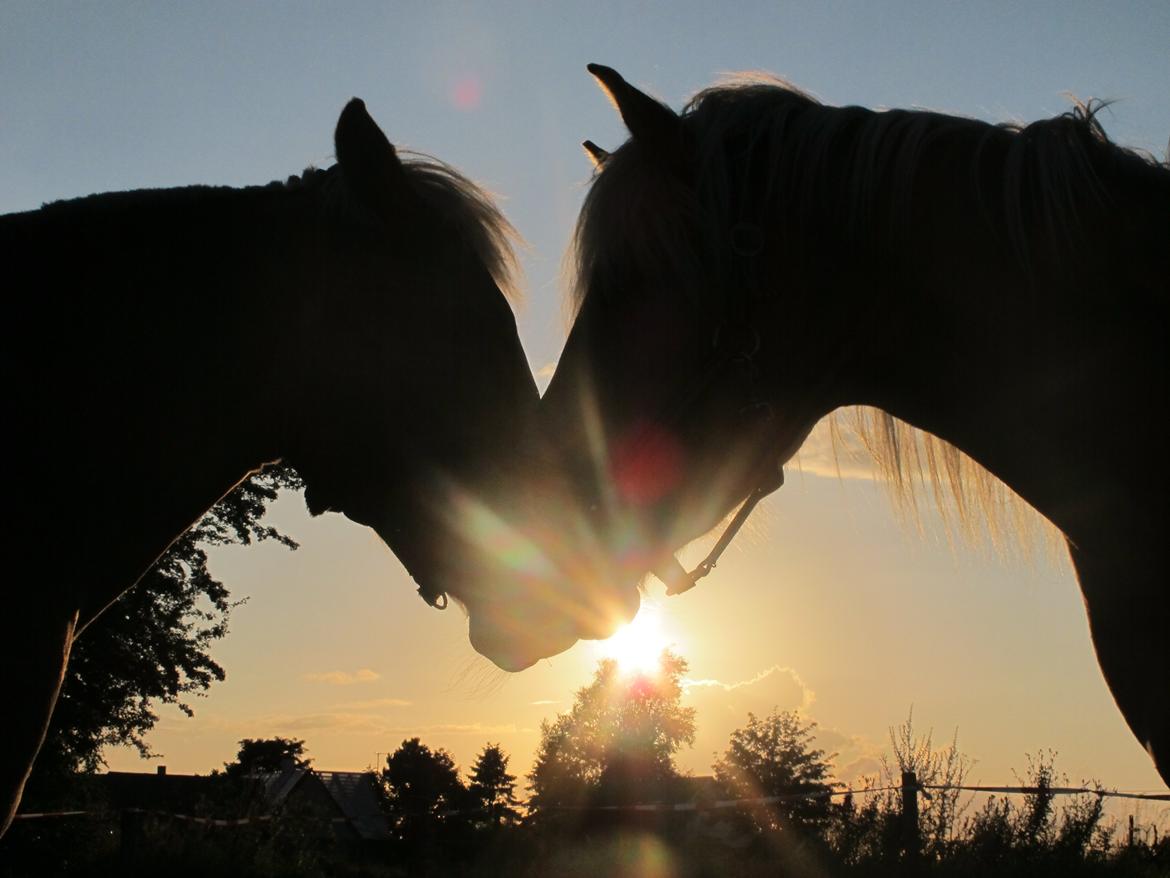 Tyroler Haflinger ICE RØGTERGÅRD - ICE og Bekka i solnedgang.. billede 12
