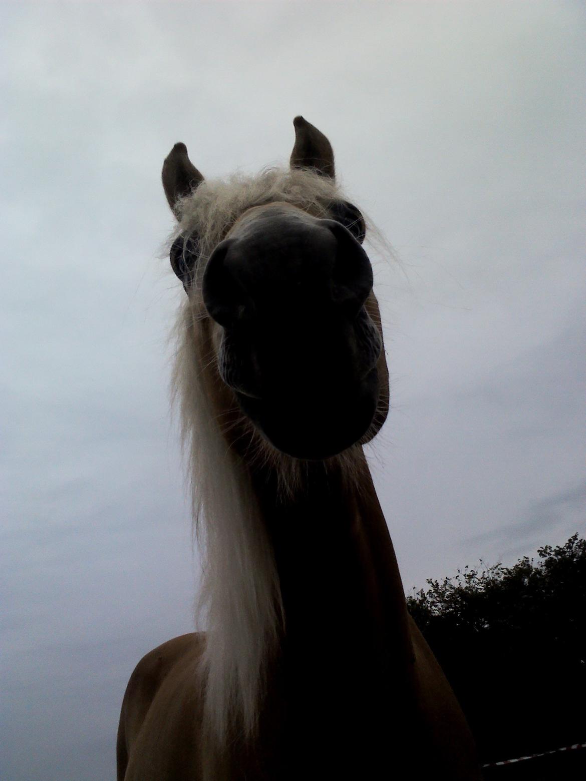 Tyroler Haflinger ICE RØGTERGÅRD - Bøvehovede... billede 11