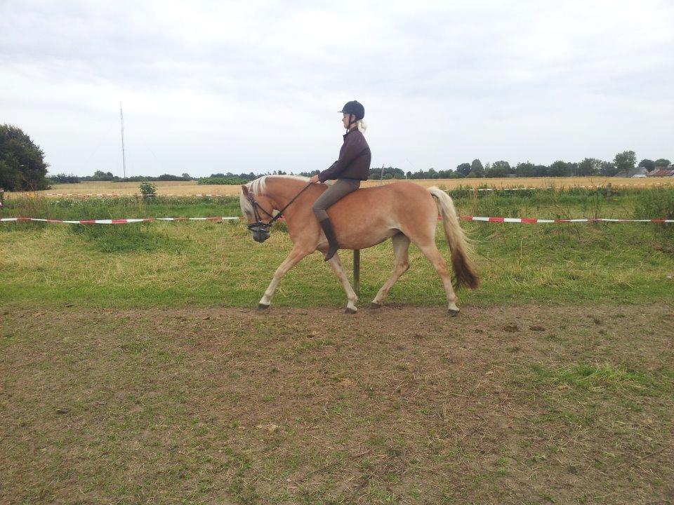 Tyroler Haflinger ICE RØGTERGÅRD - ICE og hendes part Stefanie som har tilredet hende :) billede 13