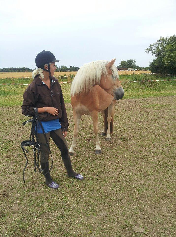 Tyroler Haflinger ICE RØGTERGÅRD - ICE og Stef.. billede 14
