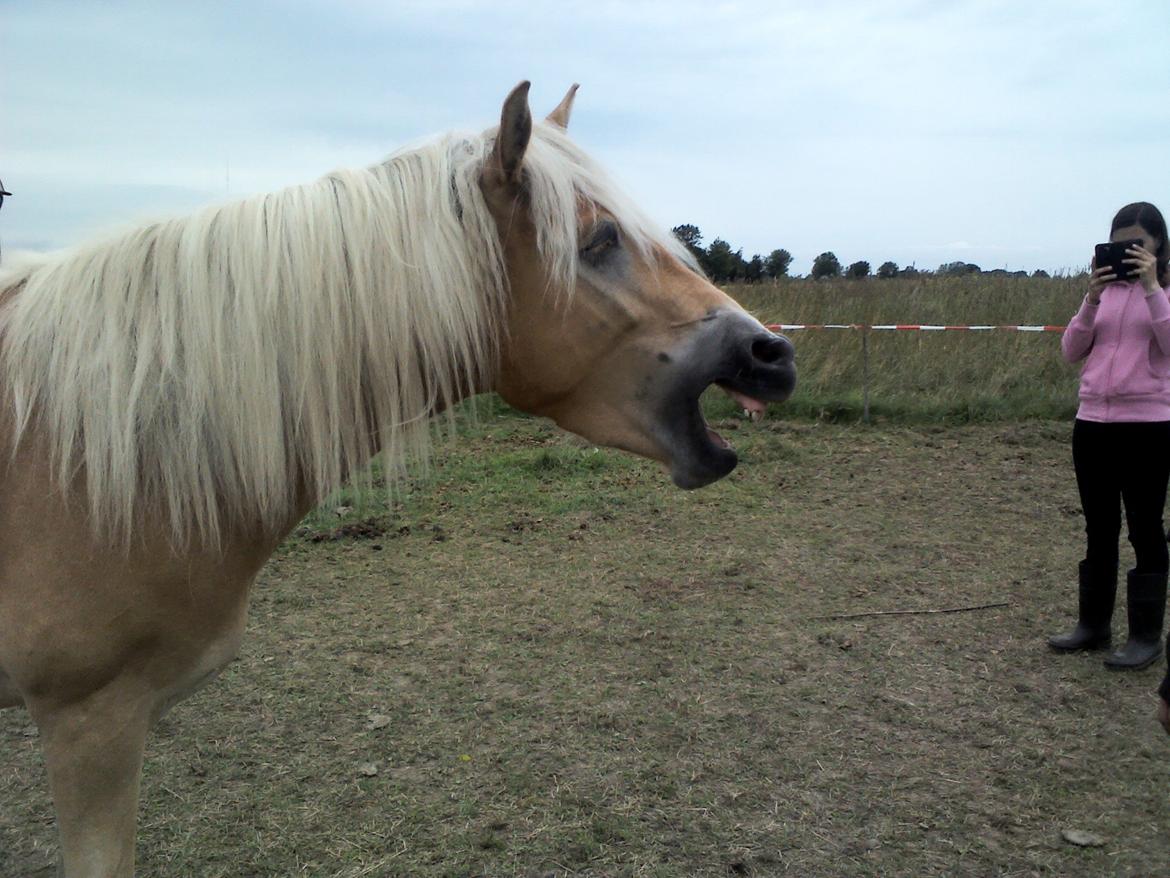 Tyroler Haflinger ICE RØGTERGÅRD - Træææt efter ridning... billede 15