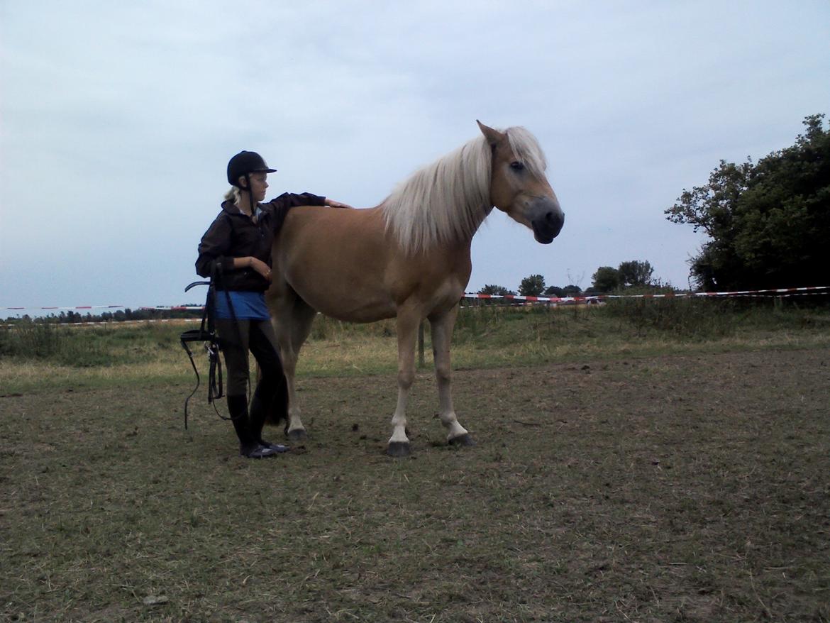 Tyroler Haflinger ICE RØGTERGÅRD - Bedste venner.... :) billede 16