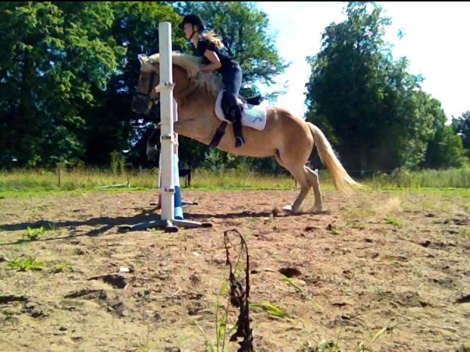 Haflinger Boline Bendroff - 2012 billede 18