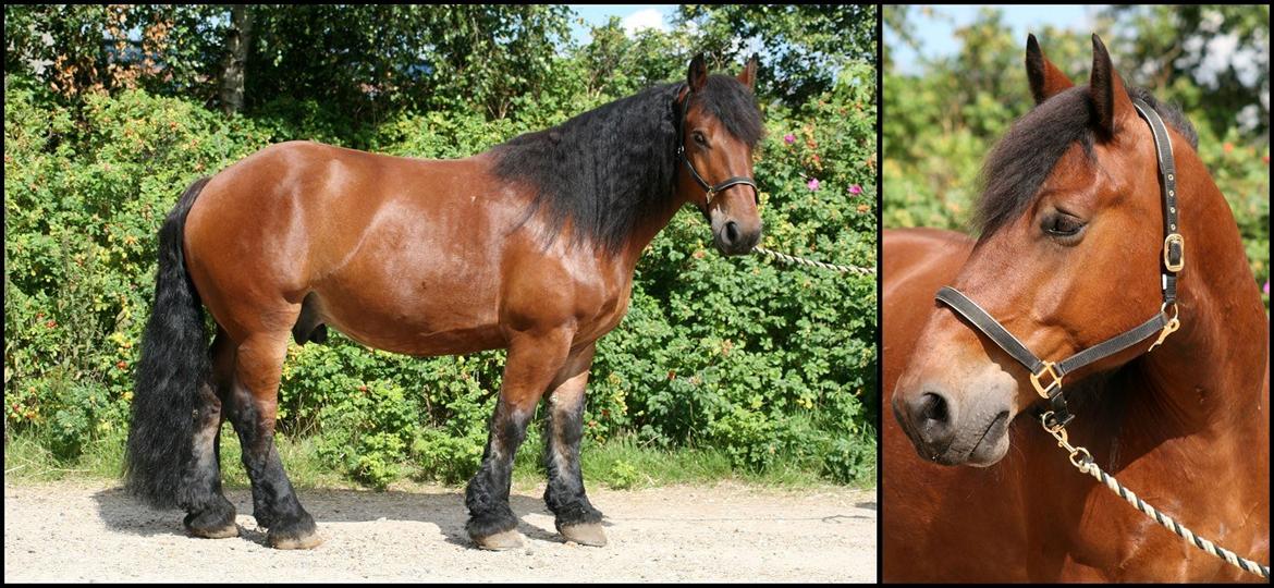 Belgier Stenholmgårds Jeppe - jeg må bare dele det billede der net op er blevet taget af min lille dreng billede 15