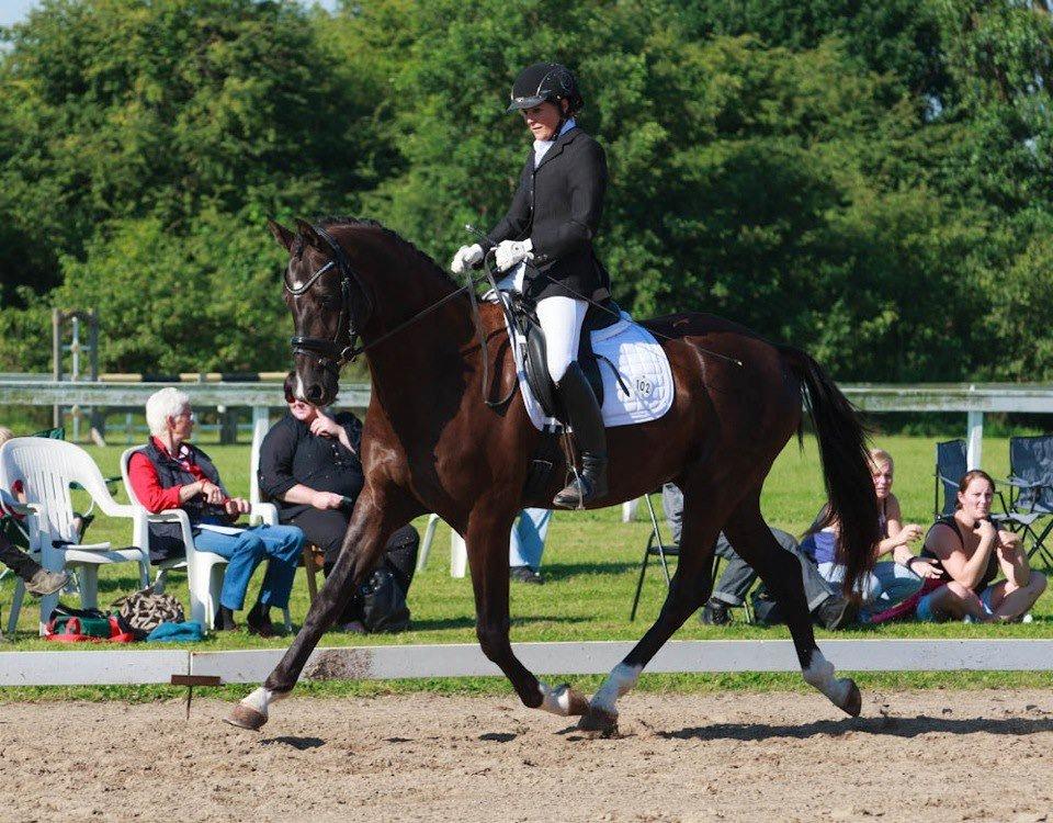 Dansk Varmblod Schnell's Pavarotti - Foto: Tine Bjørnø. 4 års championat. billede 2