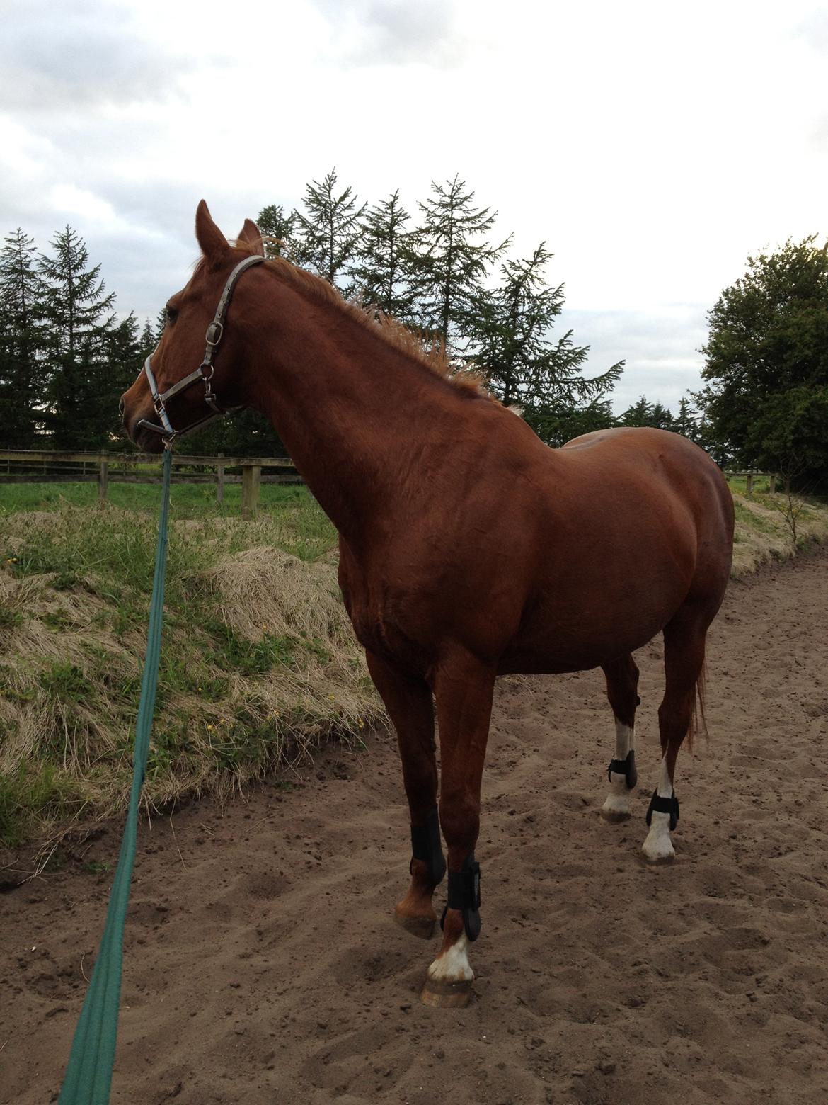 Dansk Varmblod Relando billede 15