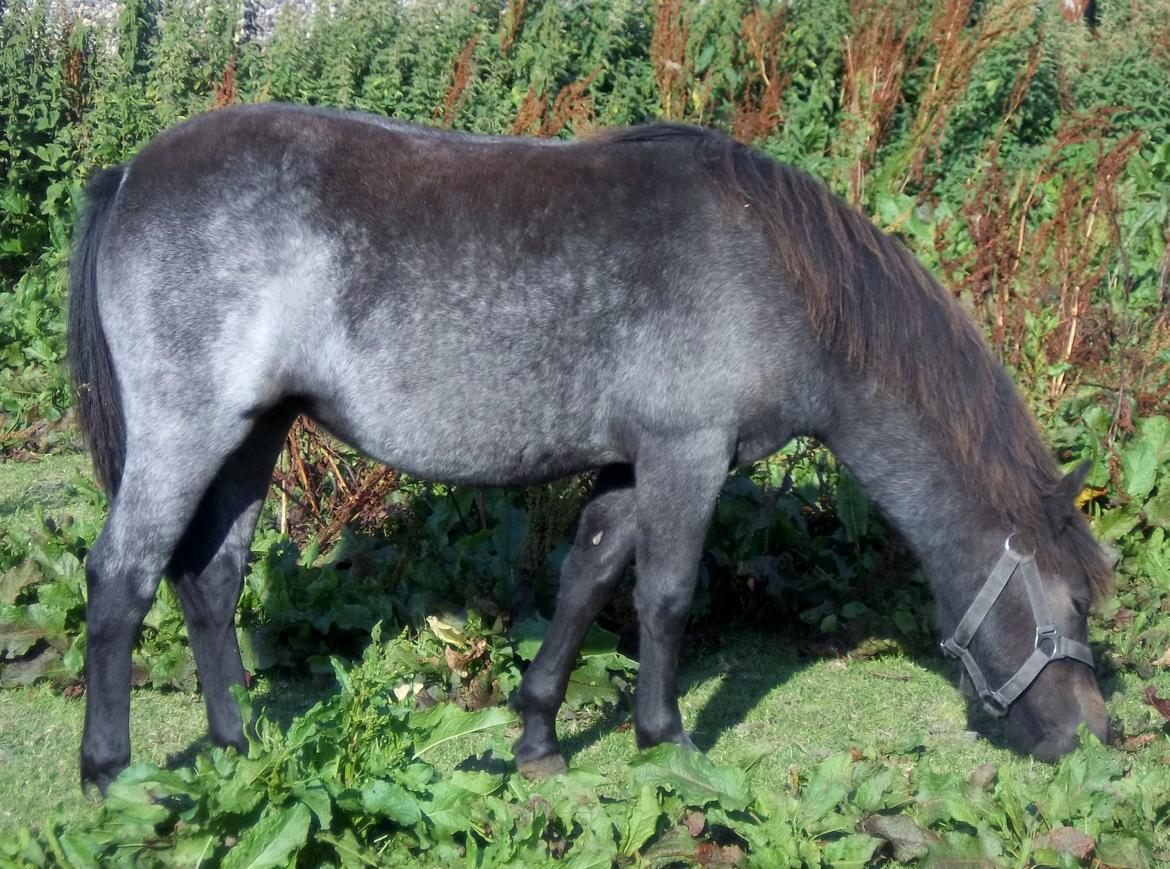 Welsh Mountain (sec A) Solbakken´s Lullu billede 19