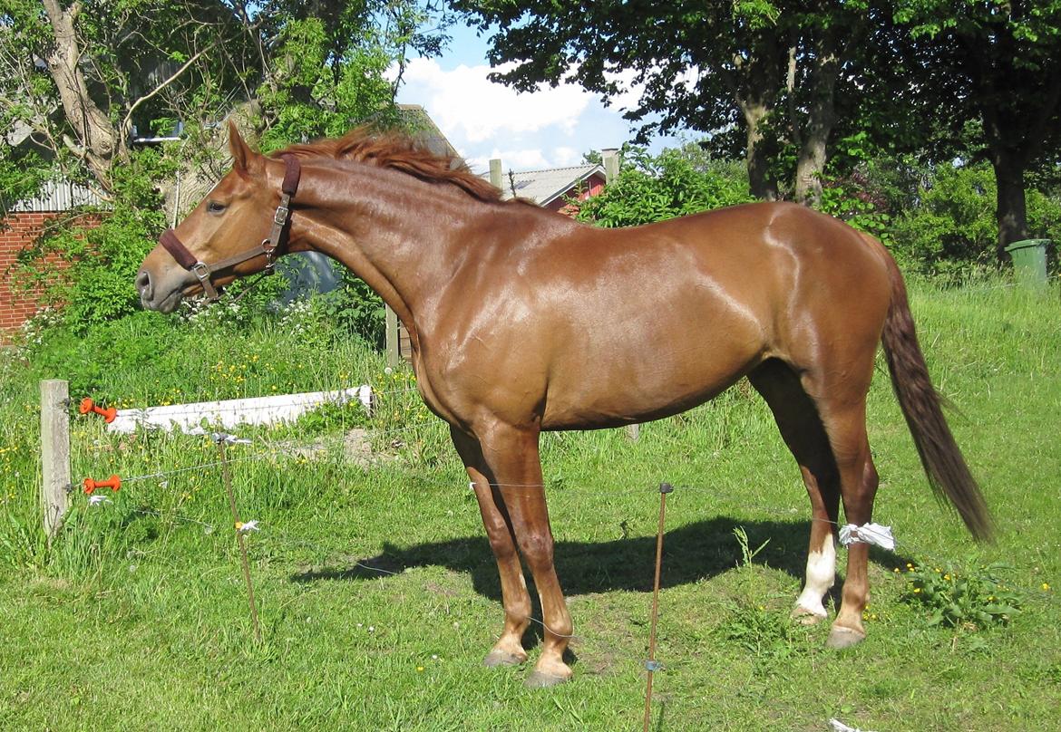 Anden særlig race Westsite Kalimero - Første dag hjemme :-) billede 2