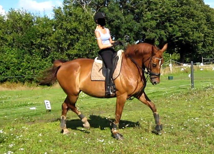 Anden særlig race Westsite Kalimero - Træning hjemme. - D. 03-08-2012. billede 3