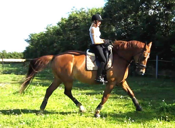 Anden særlig race Westsite Kalimero - Træning hjemme. - D. 03-08-2012. billede 4