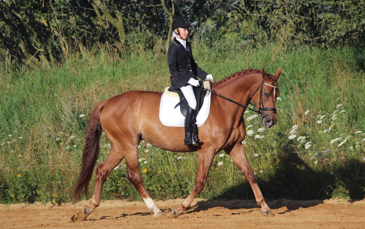 Anden særlig race Westsite Kalimero - Opvarming til første stævne :-). - D. 11-08-2012. billede 9