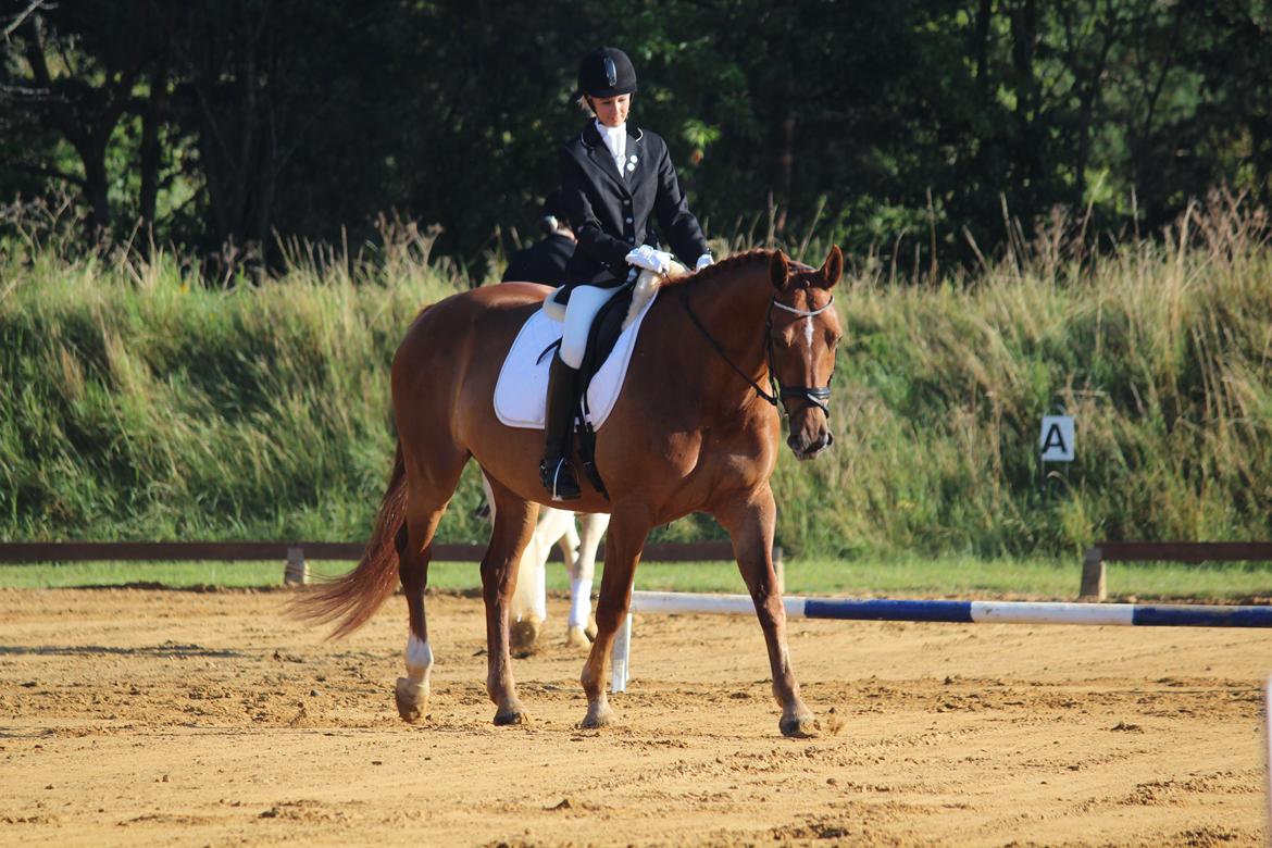 Anden særlig race Westsite Kalimero - Første stævne, LD2 til 65%. - D. 11-08-2012. billede 11