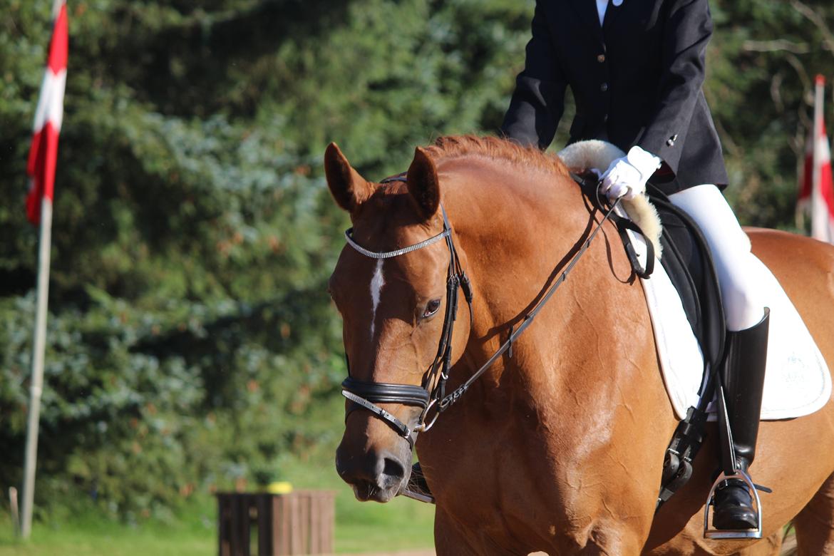 Anden særlig race Westsite Kalimero billede 12