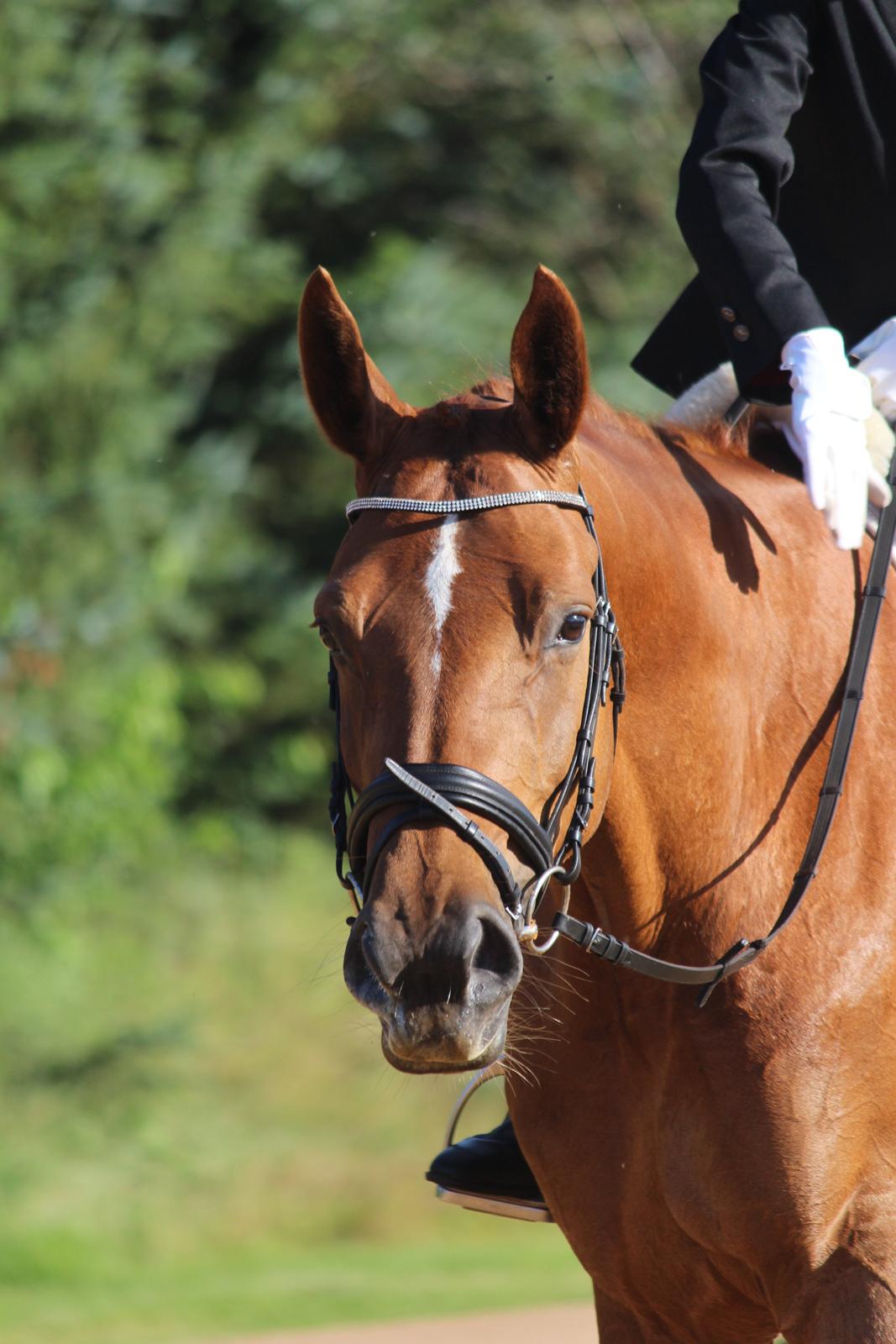 Anden særlig race Westsite Kalimero - Første stævne :-). - D. 11-08-2012. billede 13