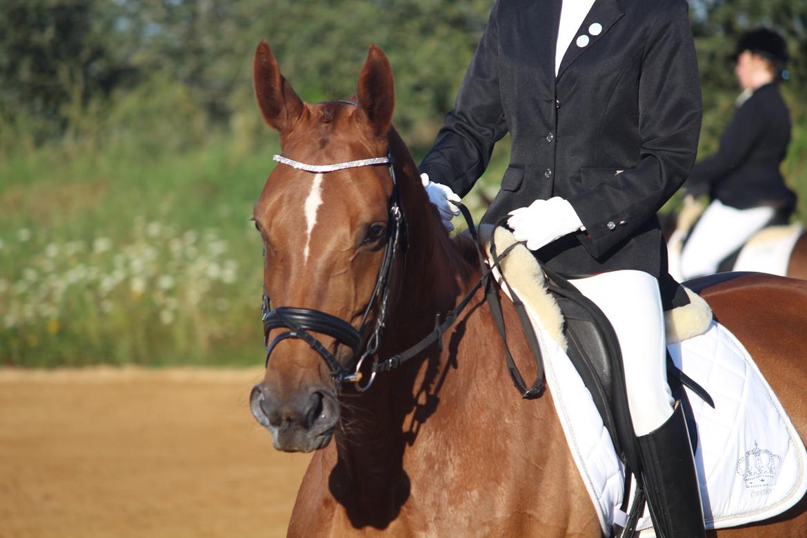 Anden særlig race Westsite Kalimero billede 1