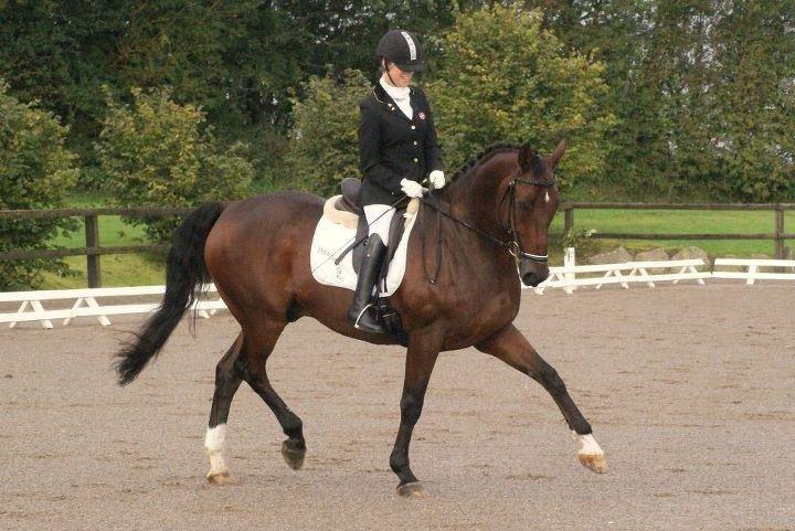 Dansk Varmblod Markgårds Donnewind - Stævne RISK 11. september 2011 billede 4