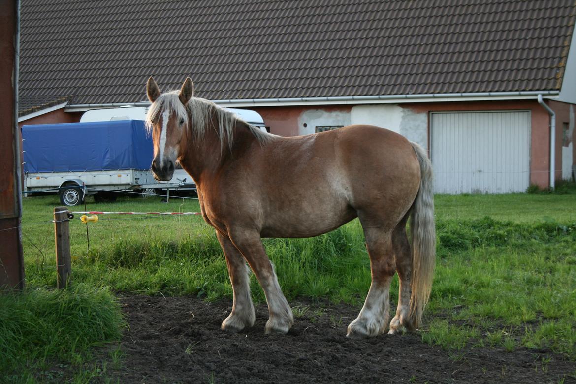 Jyde Ronja billede 1