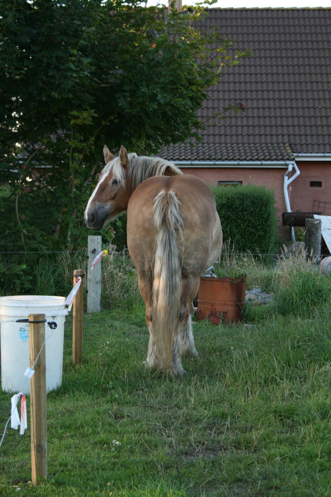 Jyde Ronja billede 4