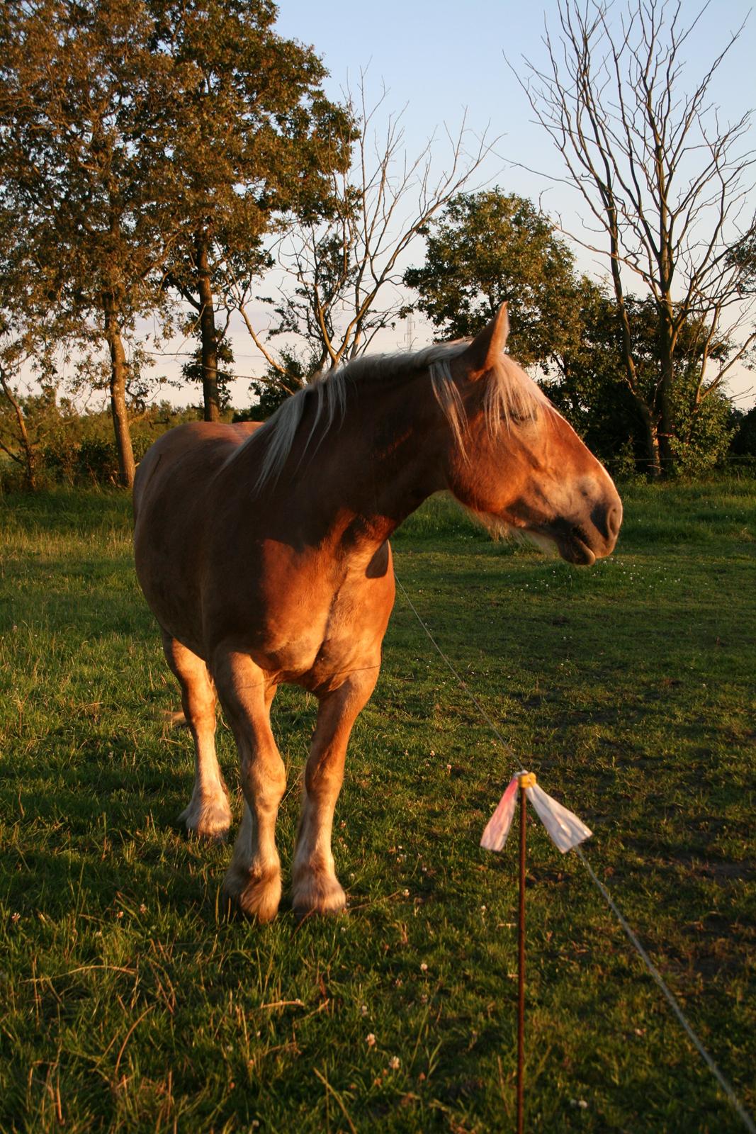 Jyde Ronja billede 5