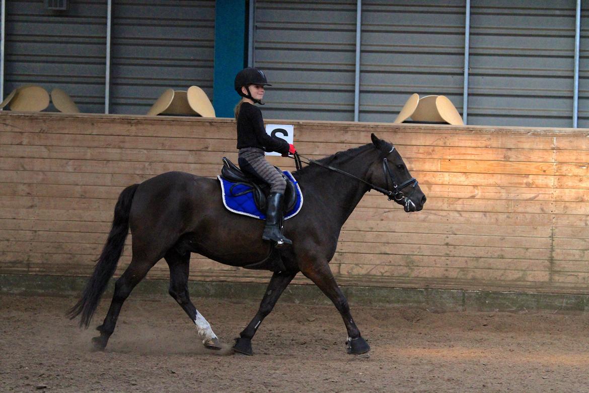 Anden særlig race Emil *SØSTERS* - 2012 billede 19