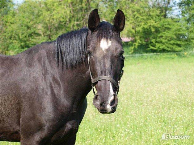 Dansk Varmblod Zsa zsa billede 4