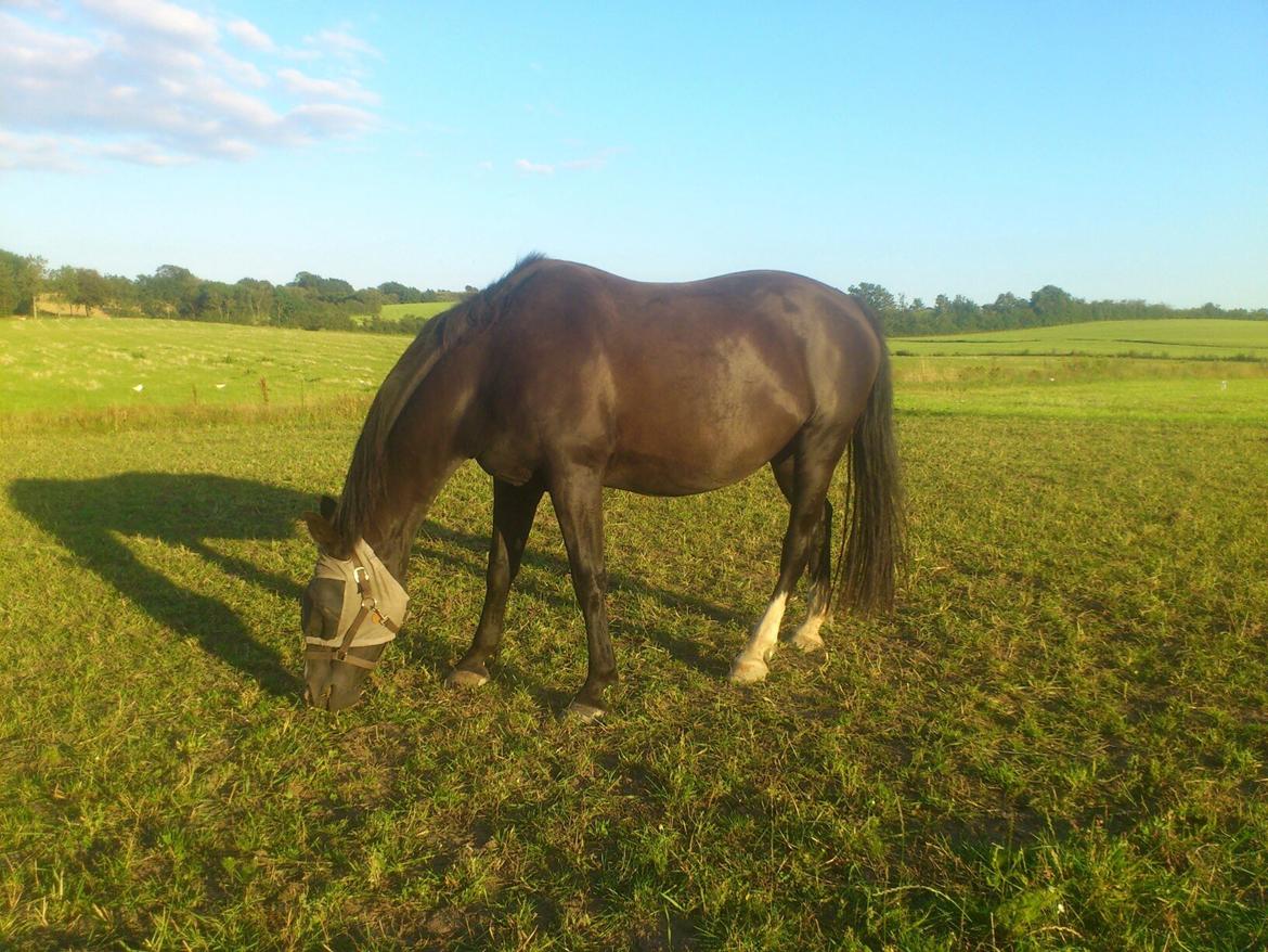 Dansk Varmblod Zsa zsa billede 5