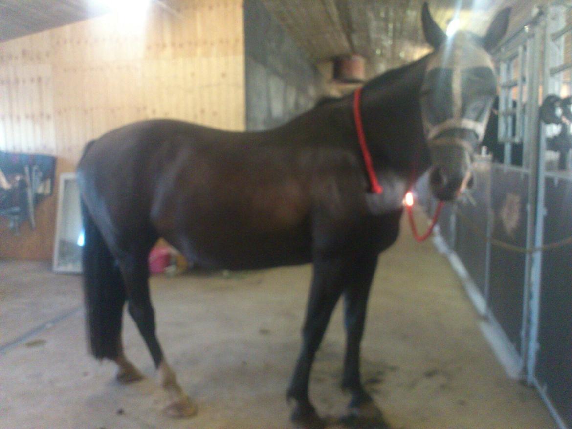 Dansk Varmblod Zsa zsa billede 6