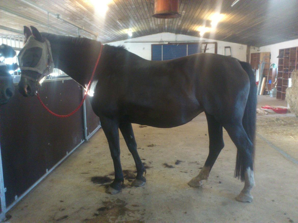 Dansk Varmblod Zsa zsa billede 7