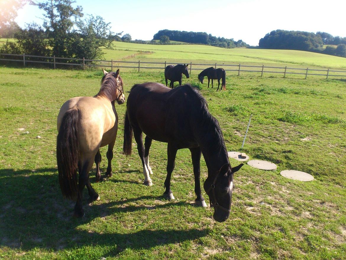 Dansk Varmblod Zsa zsa billede 8