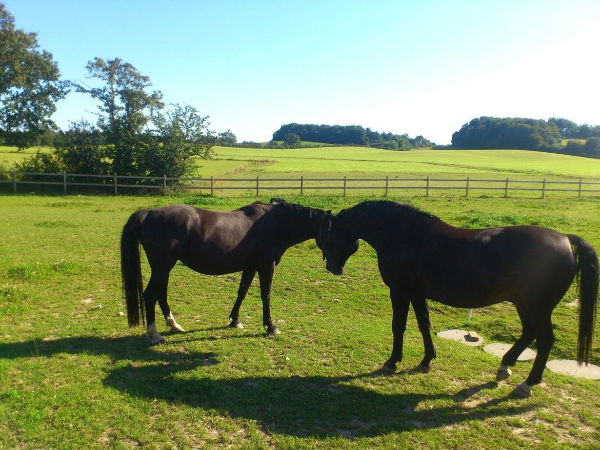 Dansk Varmblod Zsa zsa billede 9