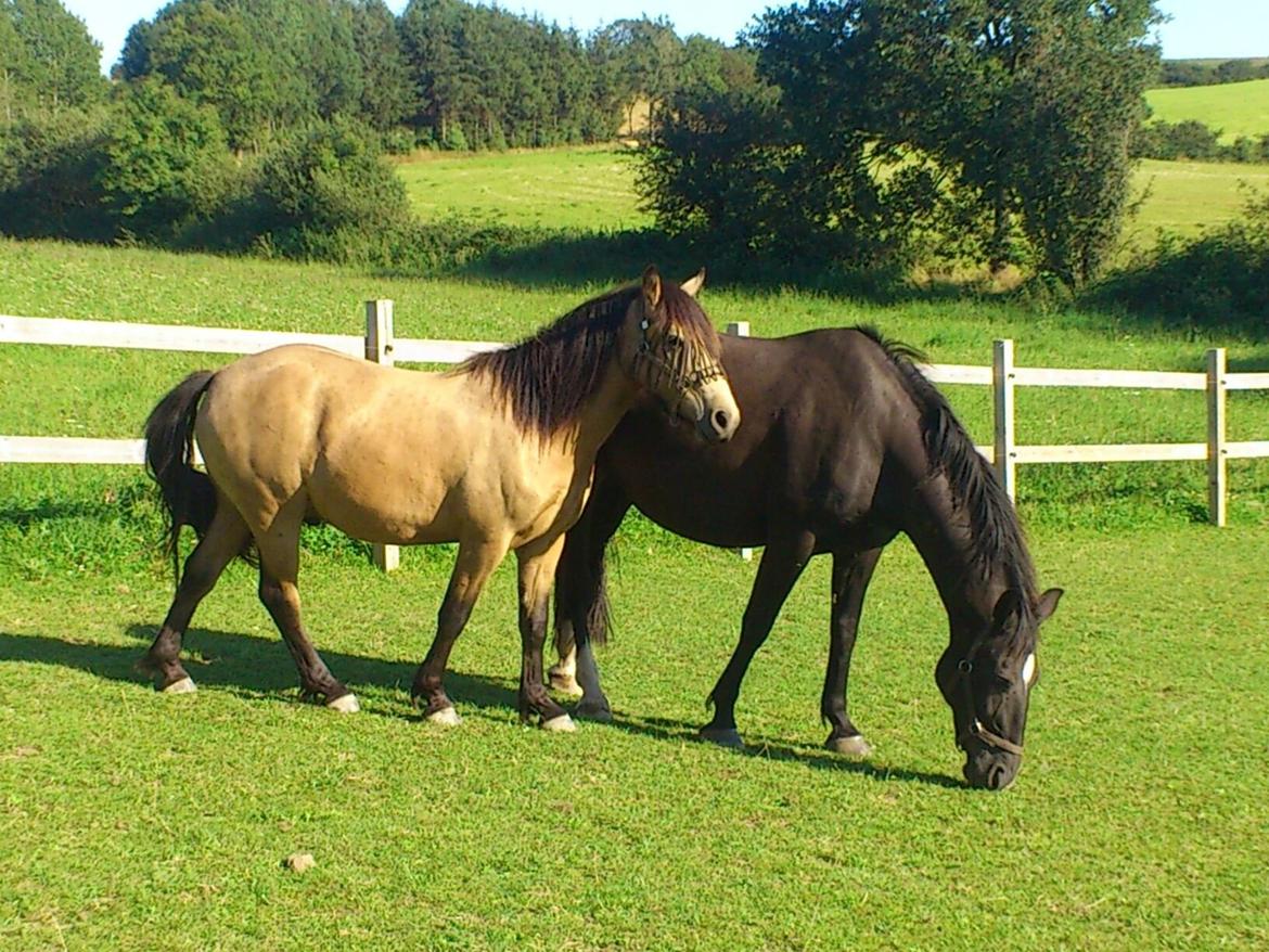 Dansk Varmblod Zsa zsa billede 10