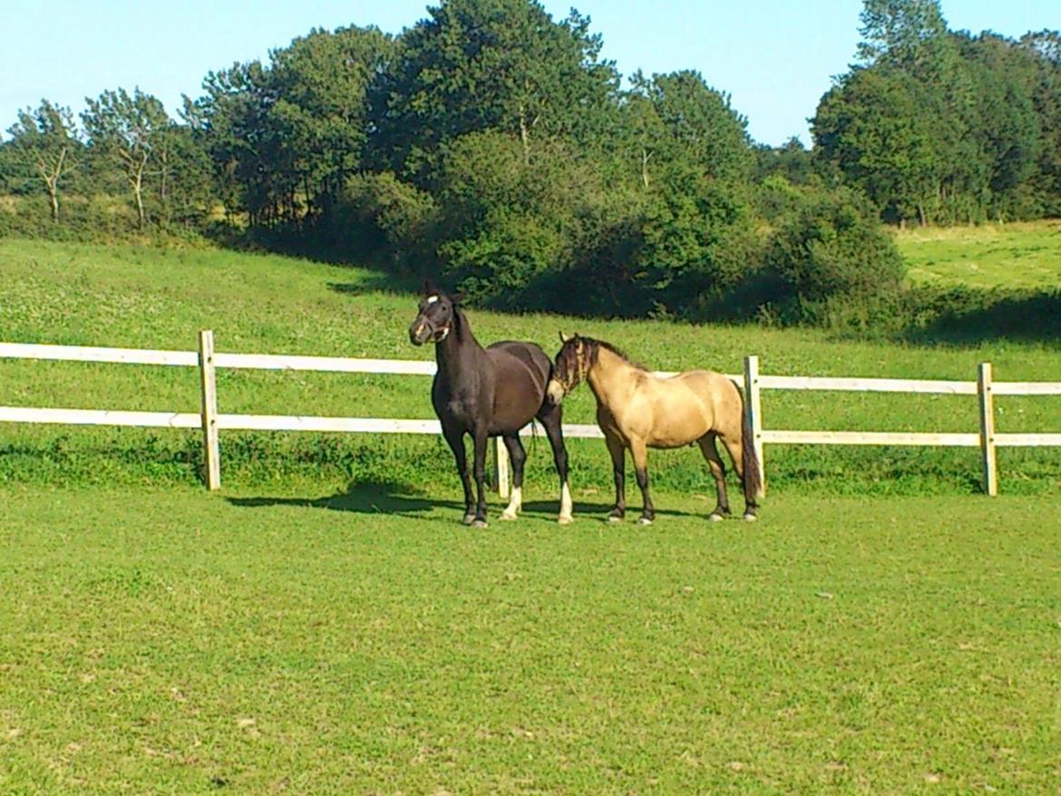 Dansk Varmblod Zsa zsa billede 11