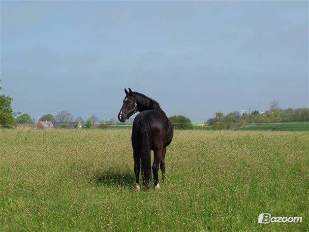 Dansk Varmblod Zsa zsa billede 2