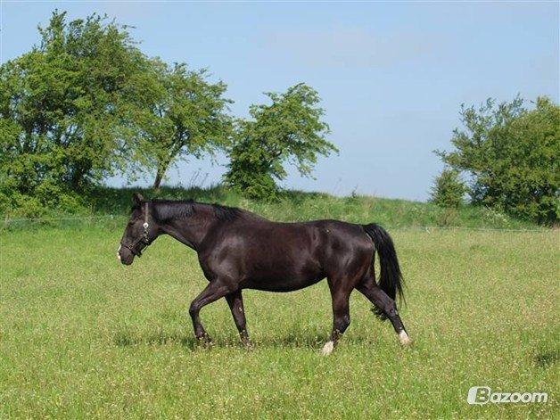 Dansk Varmblod Zsa zsa billede 12