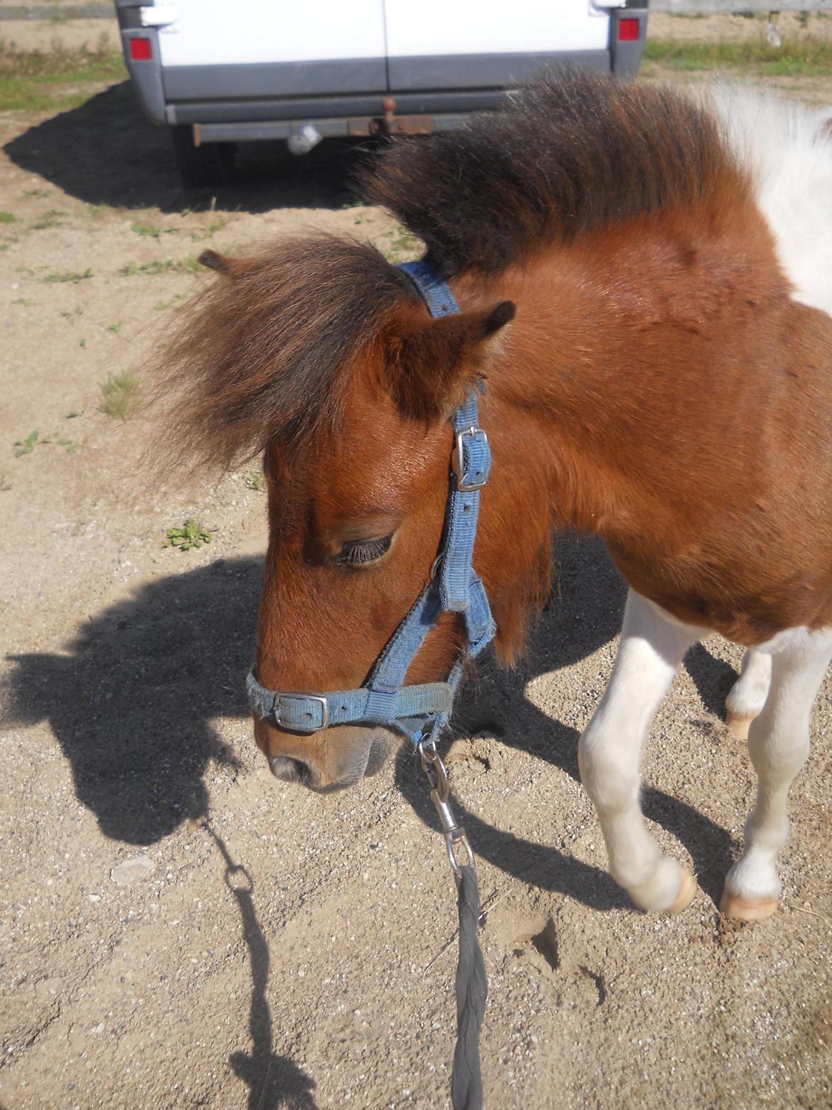 Shetlænder Indy billede 10