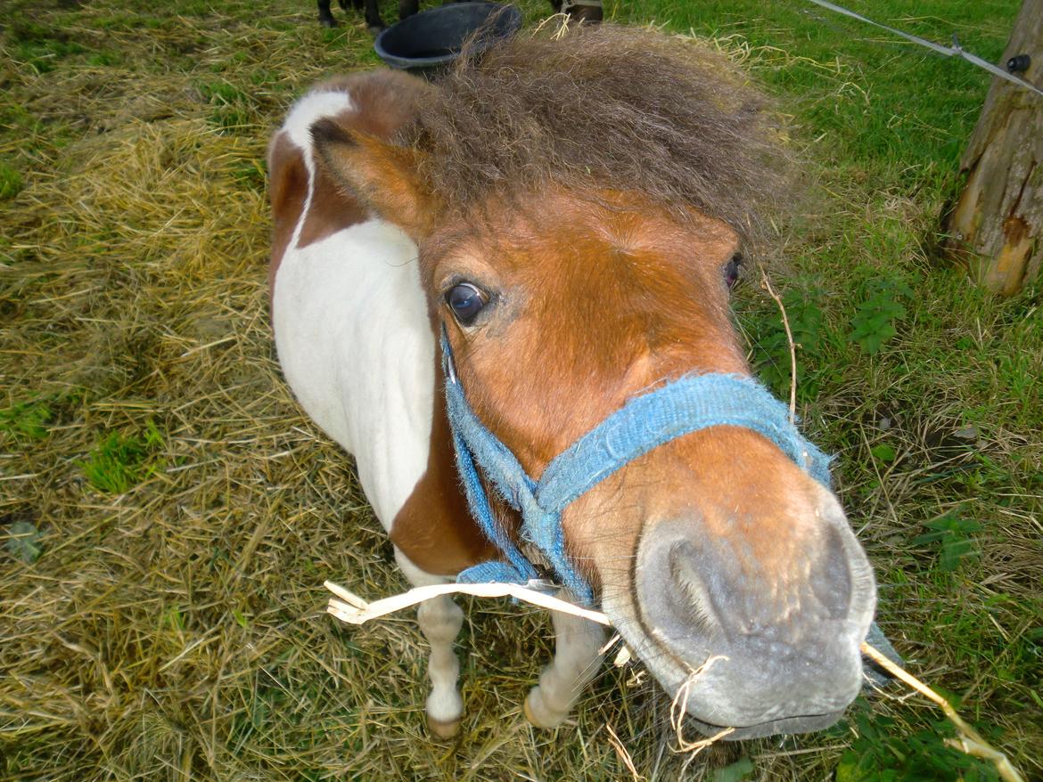 Shetlænder Indy billede 12