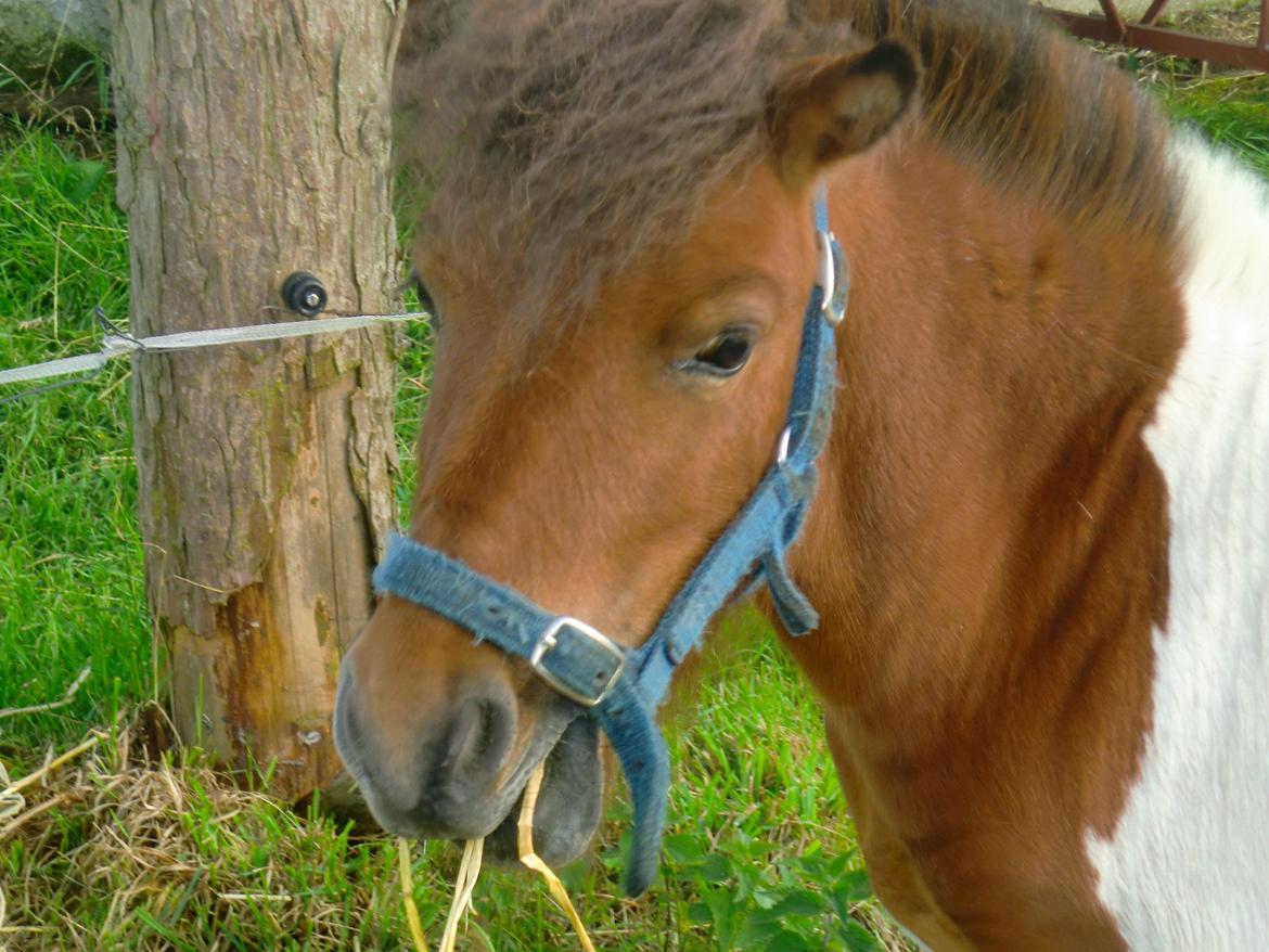 Shetlænder Indy billede 15