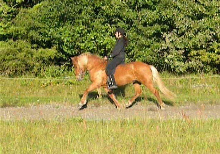 Islænder Freyja fra Akureyri - Så kom formen på plads :) billede 20