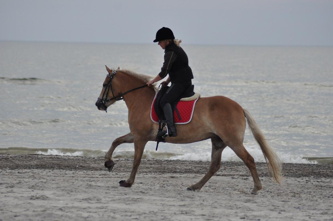 Haflinger My Fair Lady.SAVNET ;( billede 16
