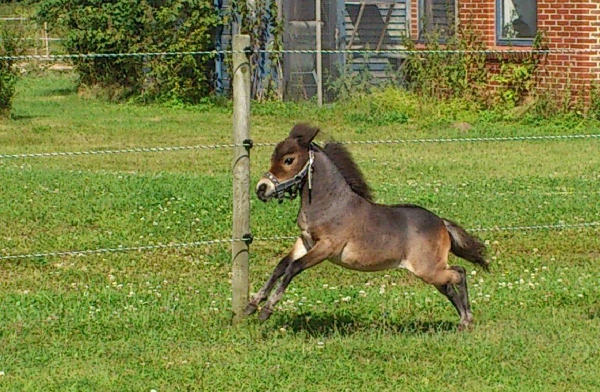 Belgisk Miniature Høgilds Kalua - Vild baby ;) august 2012 billede 18