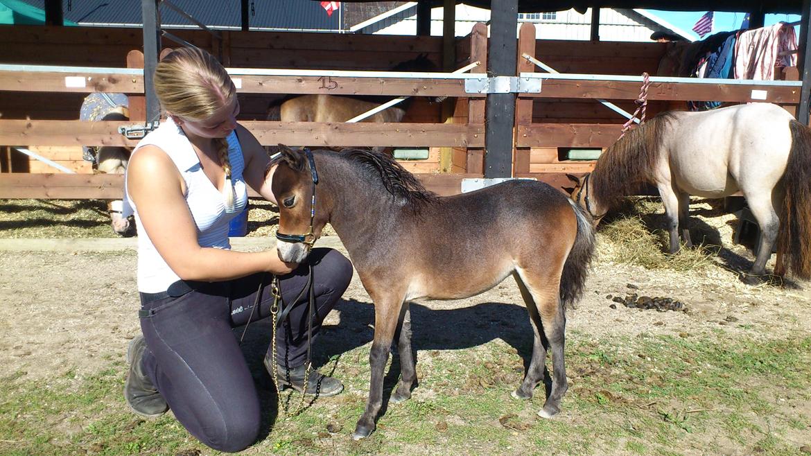 Belgisk Miniature Høgilds Kalua - Klargjort til sommershow på Gallehøjgård 11. august 2012 billede 19