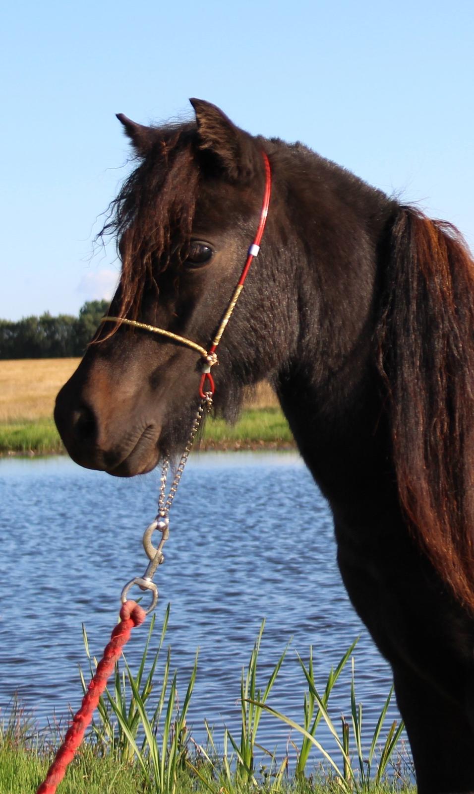 Belgisk Miniature Kogsbølle Pepsi Light billede 3