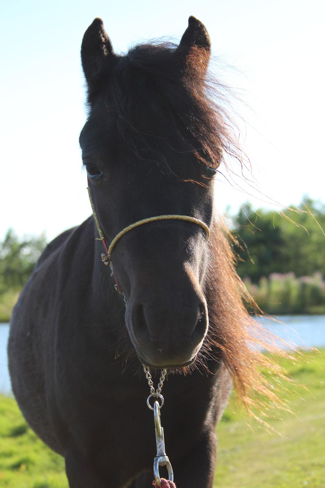 Belgisk Miniature Kogsbølle Pepsi Light billede 4
