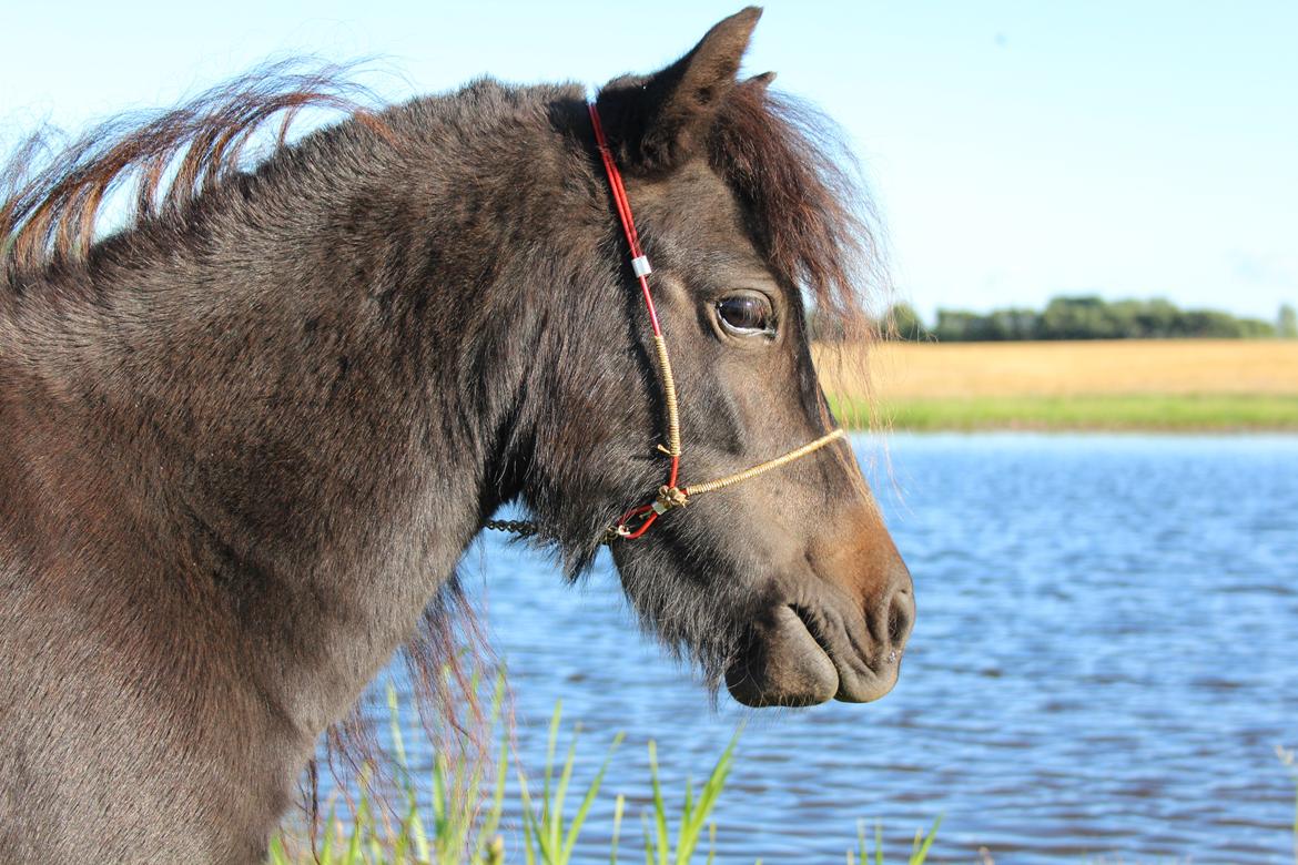 Belgisk Miniature Kogsbølle Pepsi Light billede 1