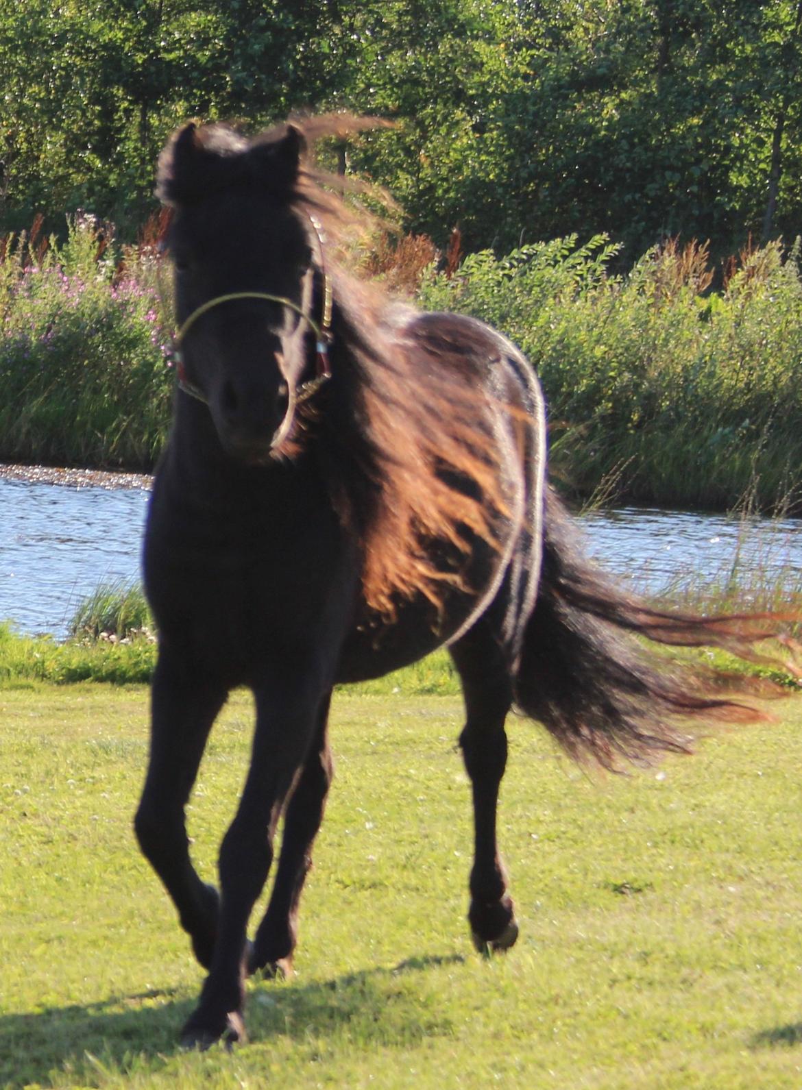 Belgisk Miniature Kogsbølle Pepsi Light billede 5