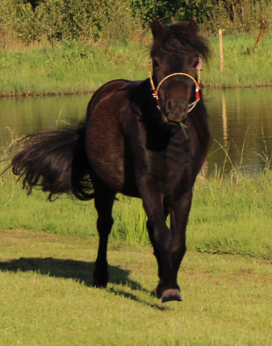 Belgisk Miniature Kogsbølle Pepsi Light billede 6