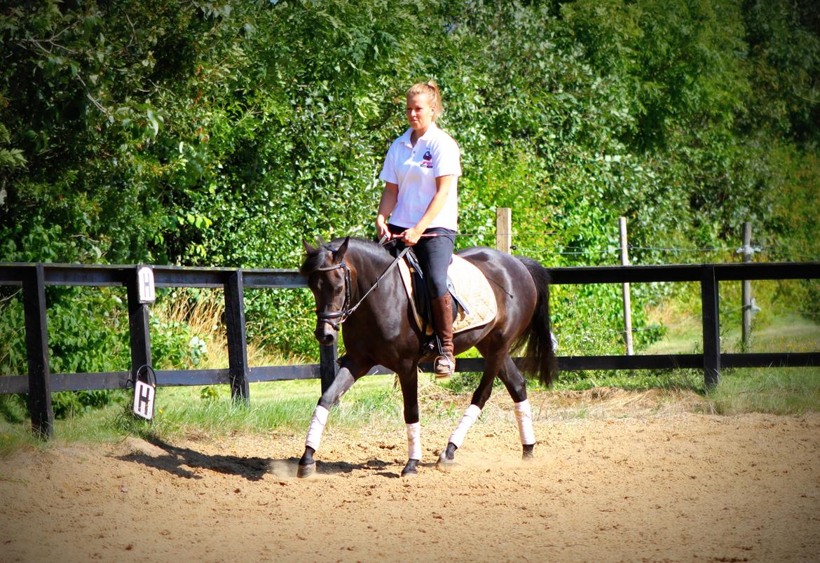 New Forest CK Chanell billede 10