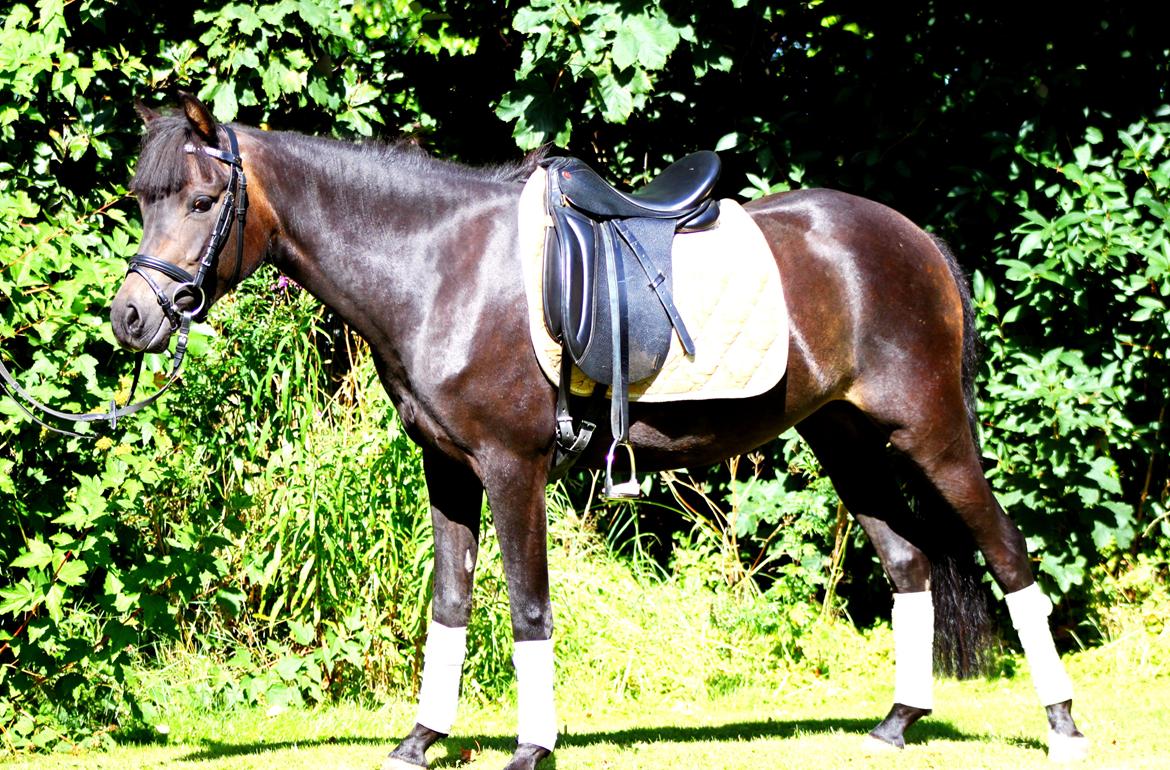 New Forest CK Chanell billede 11