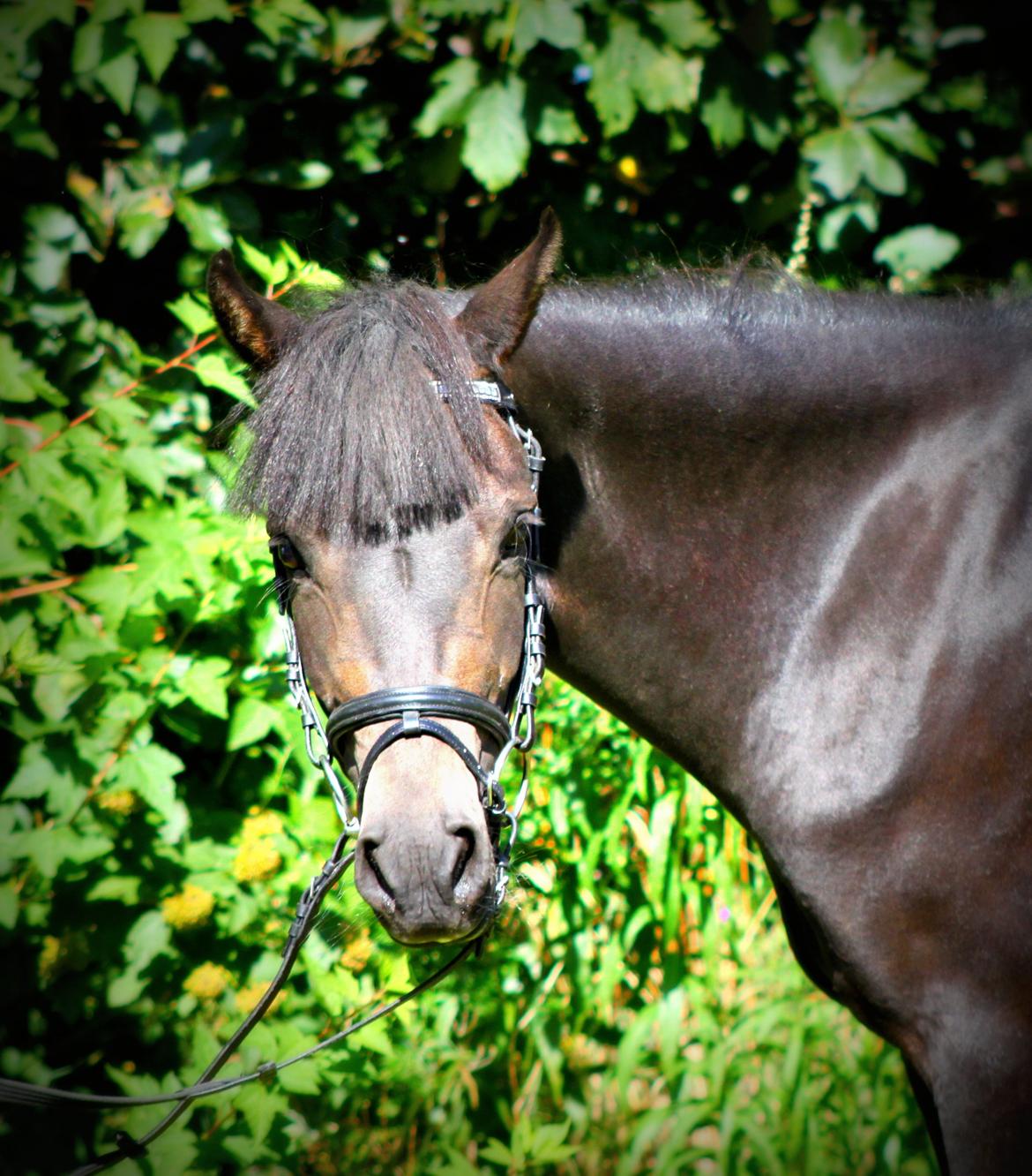 New Forest CK Chanell billede 12