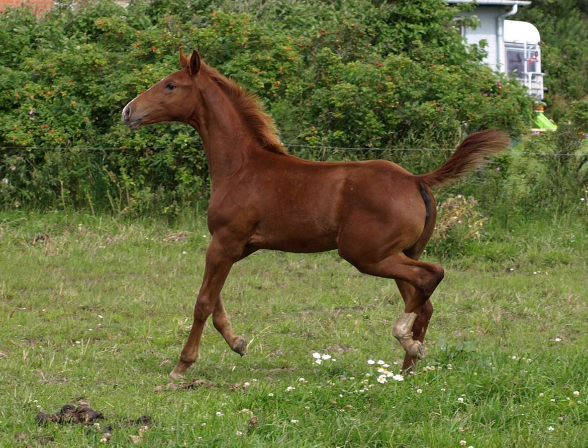 Knabstrupper Alaiiah Korsholm billede 12